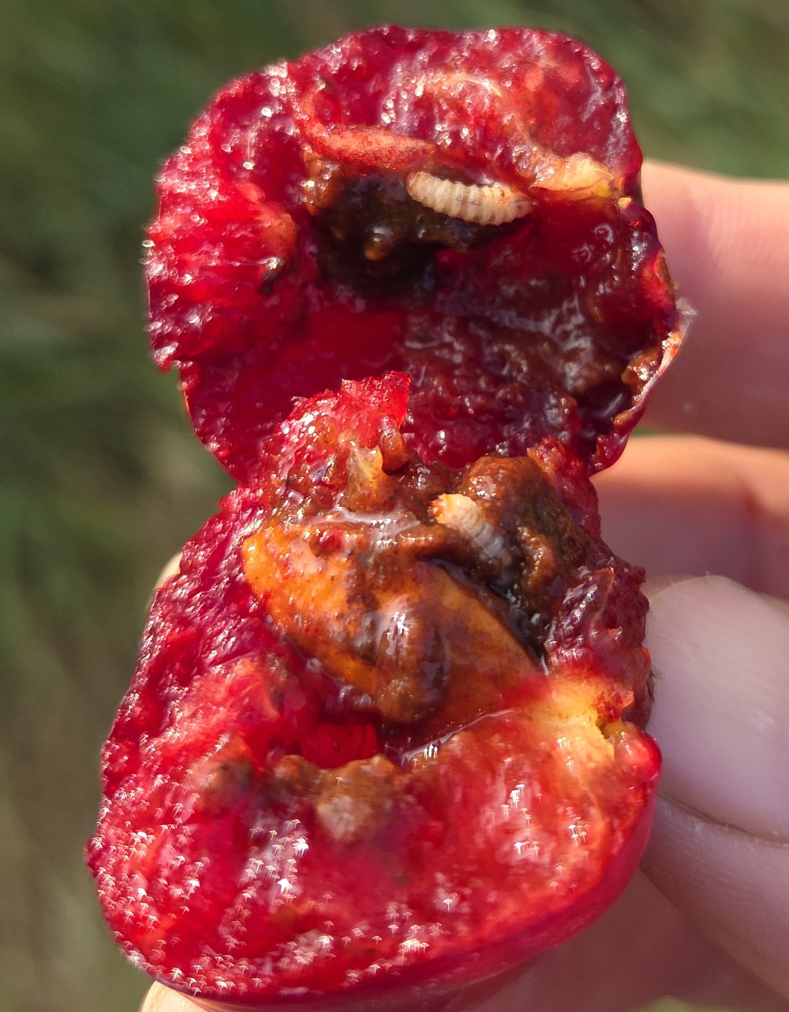 Plum curculio larvae crawling around in a cut-open plum.&nbsp;